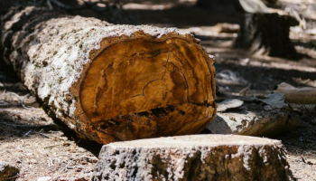 Le règlement contre la déforestation et la dégradation des forêts repoussé